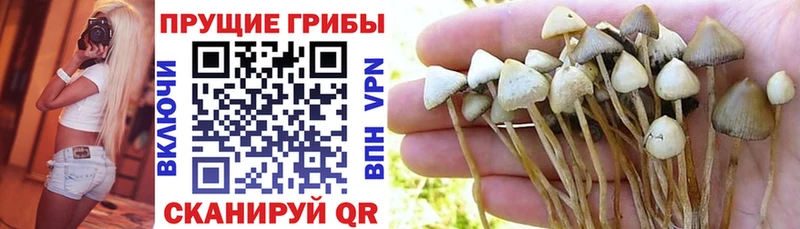 магазин продажи наркотиков  omg ONION  Псилоцибиновые грибы прущие грибы  Сухой Лог 